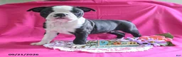 Boston Terrier dogs for sale: Dynamite - Ad 3