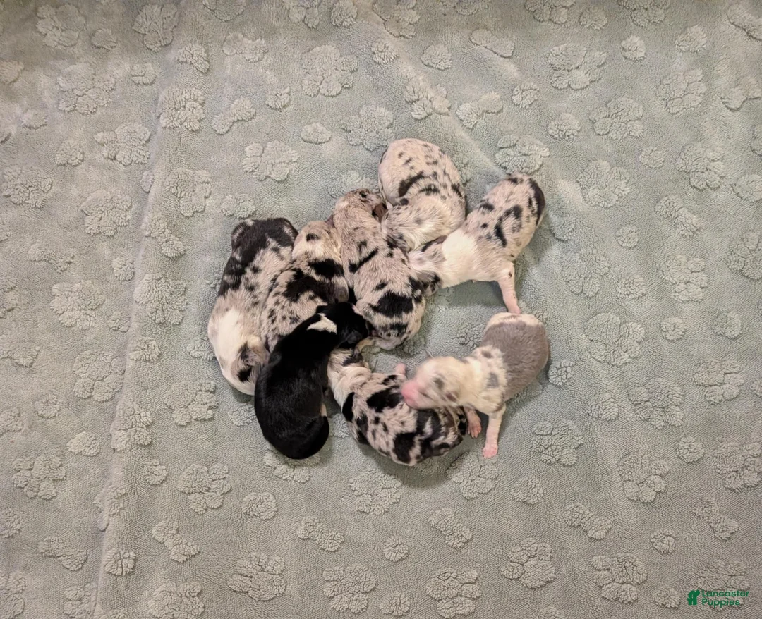 Border Collie dogs for sale: Puppy #9 - Ad 5