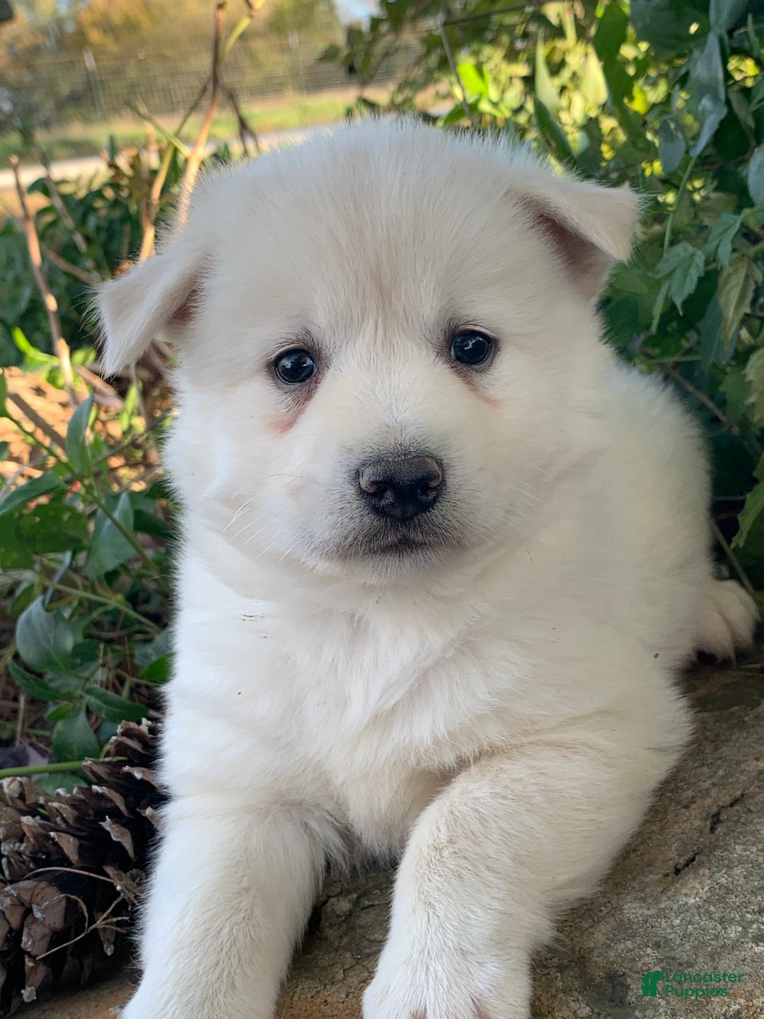 Alaskan Klee Kai dogs for sale: Handsome little Wellington~!!! - Ad 6