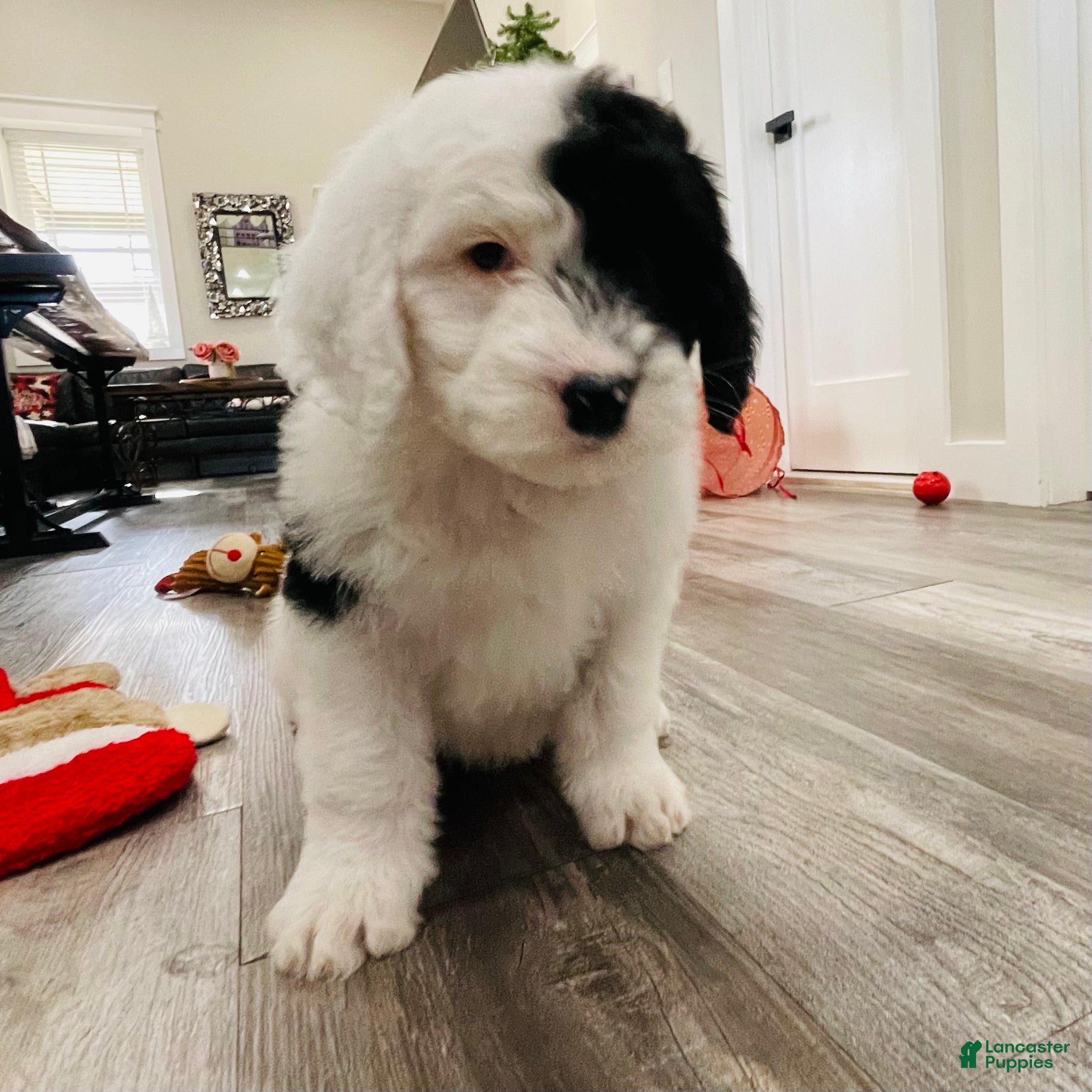 Sheepadoodle dogs Sheepadoodle Puppy 1 - Ad 10