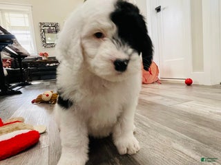 Sheepadoodle dogs Sheepadoodle Puppy 1 - Ad 10