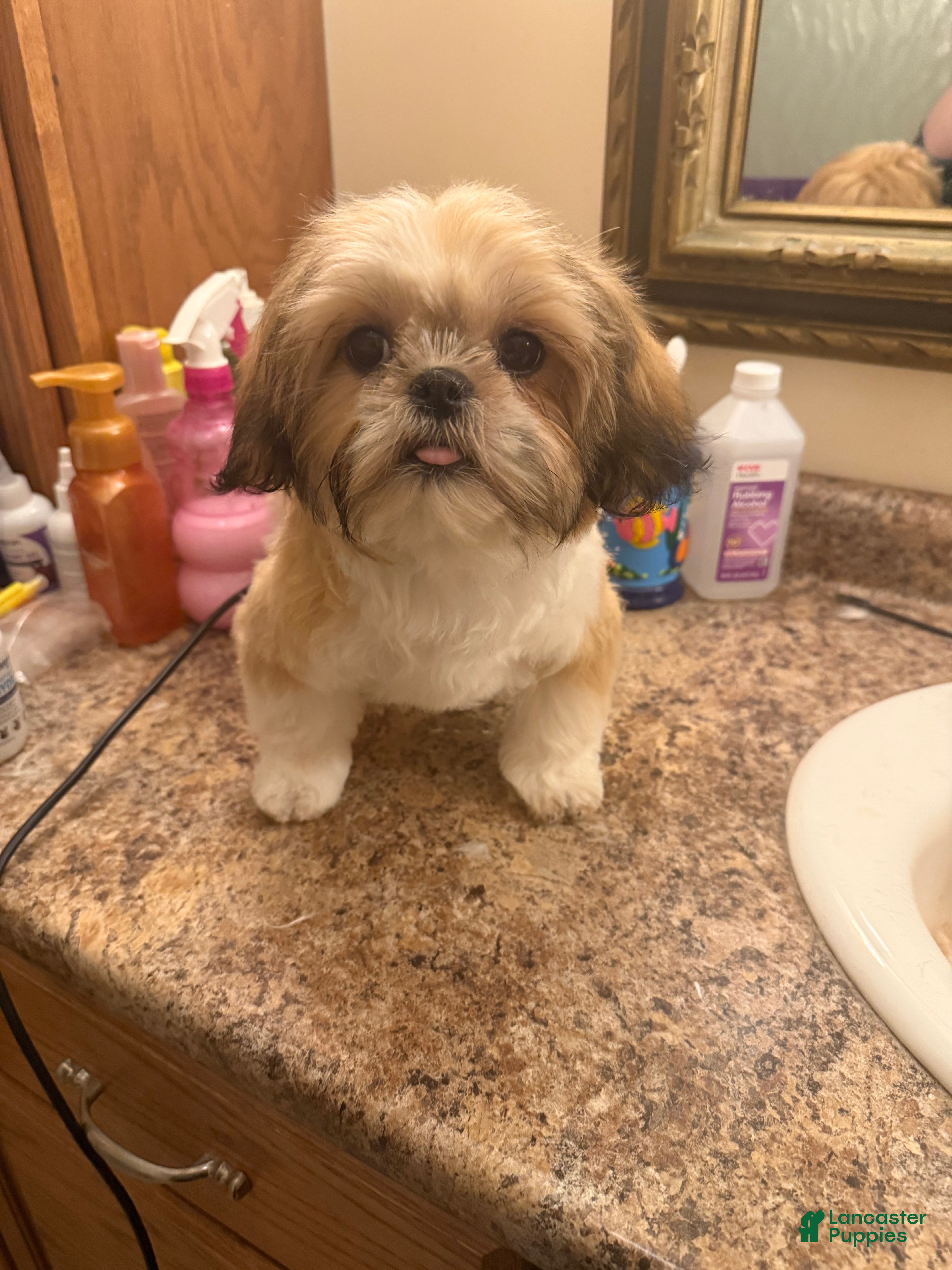 Shih Tzu dogs Shih Tzu Puppy 7 - Ad 14