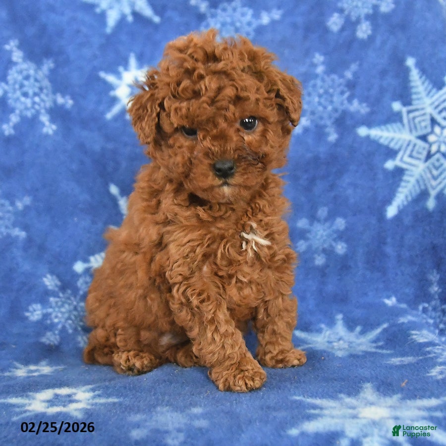 Miniature Poodle dogs Franklin - Ad 2