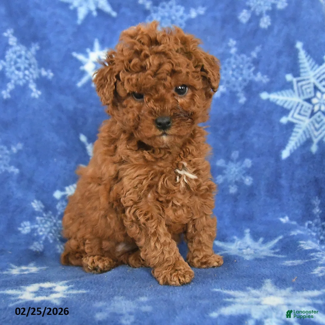 Miniature Poodle dogs for sale: Franklin - Ad 2