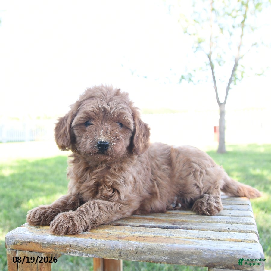 Mini Goldendoodle dogs Lady - Ad 2