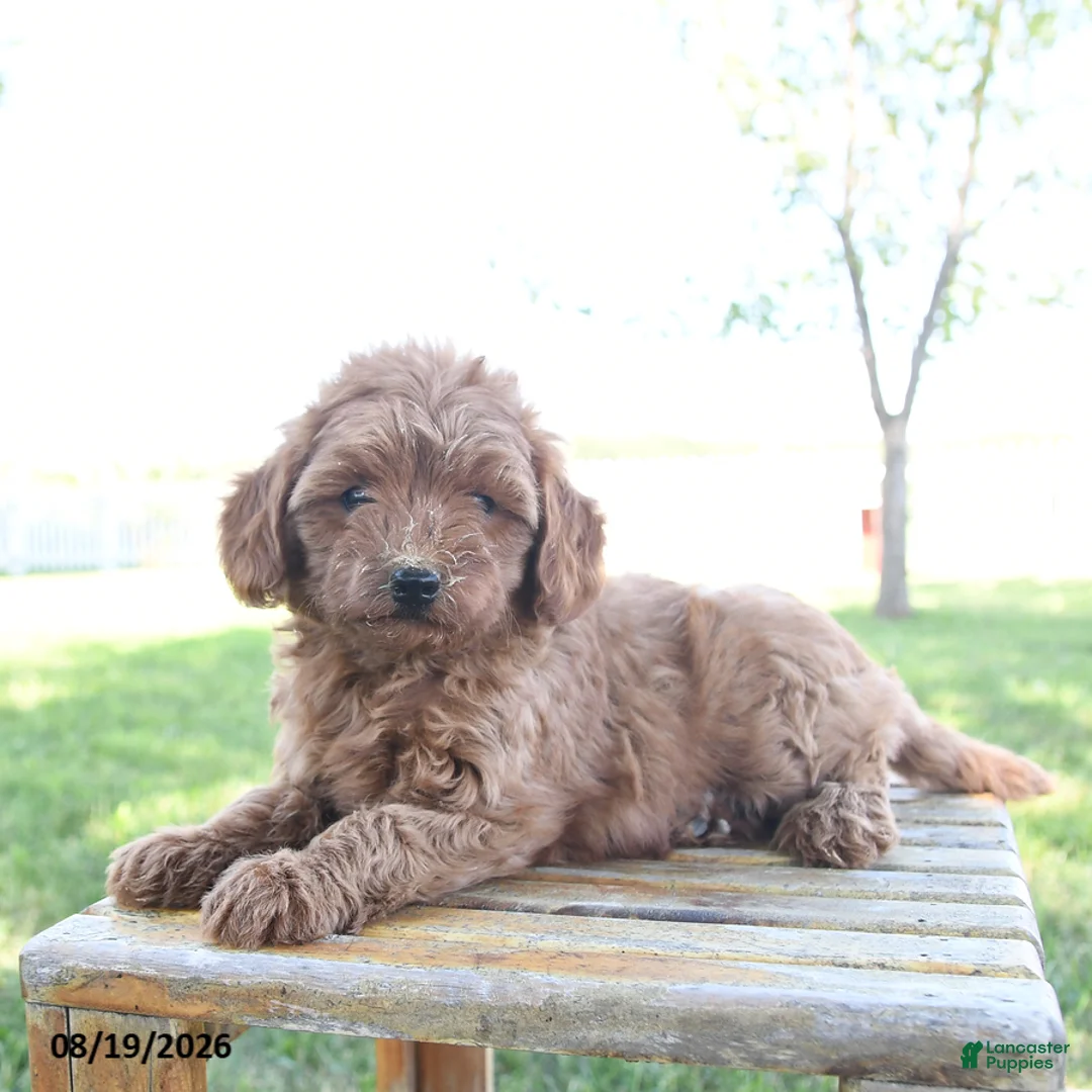 Mini Goldendoodle dogs for sale: Lady - Ad 2