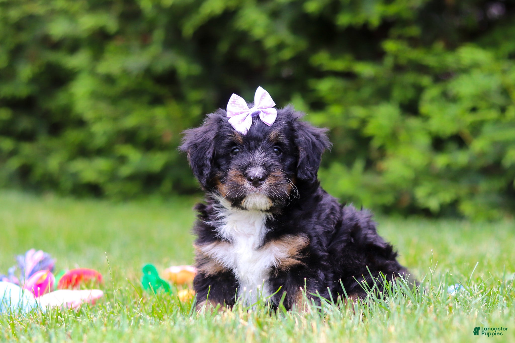 Bernedoodle dogs Tiana - Ad 2