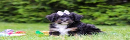 Bernedoodle dogs for sale: Tiana - Ad 2