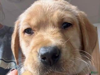 Labrador Retriever dogs PurpleCollar female - Ad 19