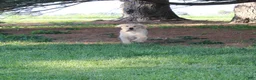 Golden Retriever dogs for sale: TRAINED Ben the Golden Retriever Puppy  - Ad 6