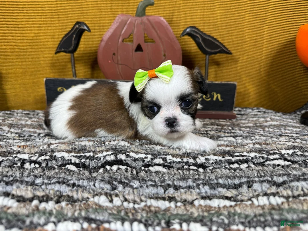 Shih Tzu dogs for sale: Shih Tzu 2 - Ad 2