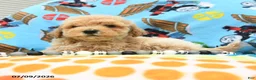 Bichpoo dogs for sale: Chief - Ad 3