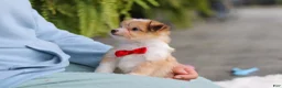 Mixed Breed dogs for sale: Milo - Ad 16