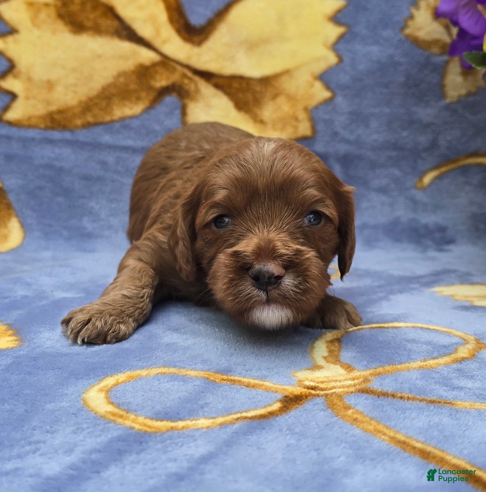 Cavapoo dogs Squid - Ad 20