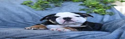 English Bulldog dogs for sale: Prince    - Ad 3