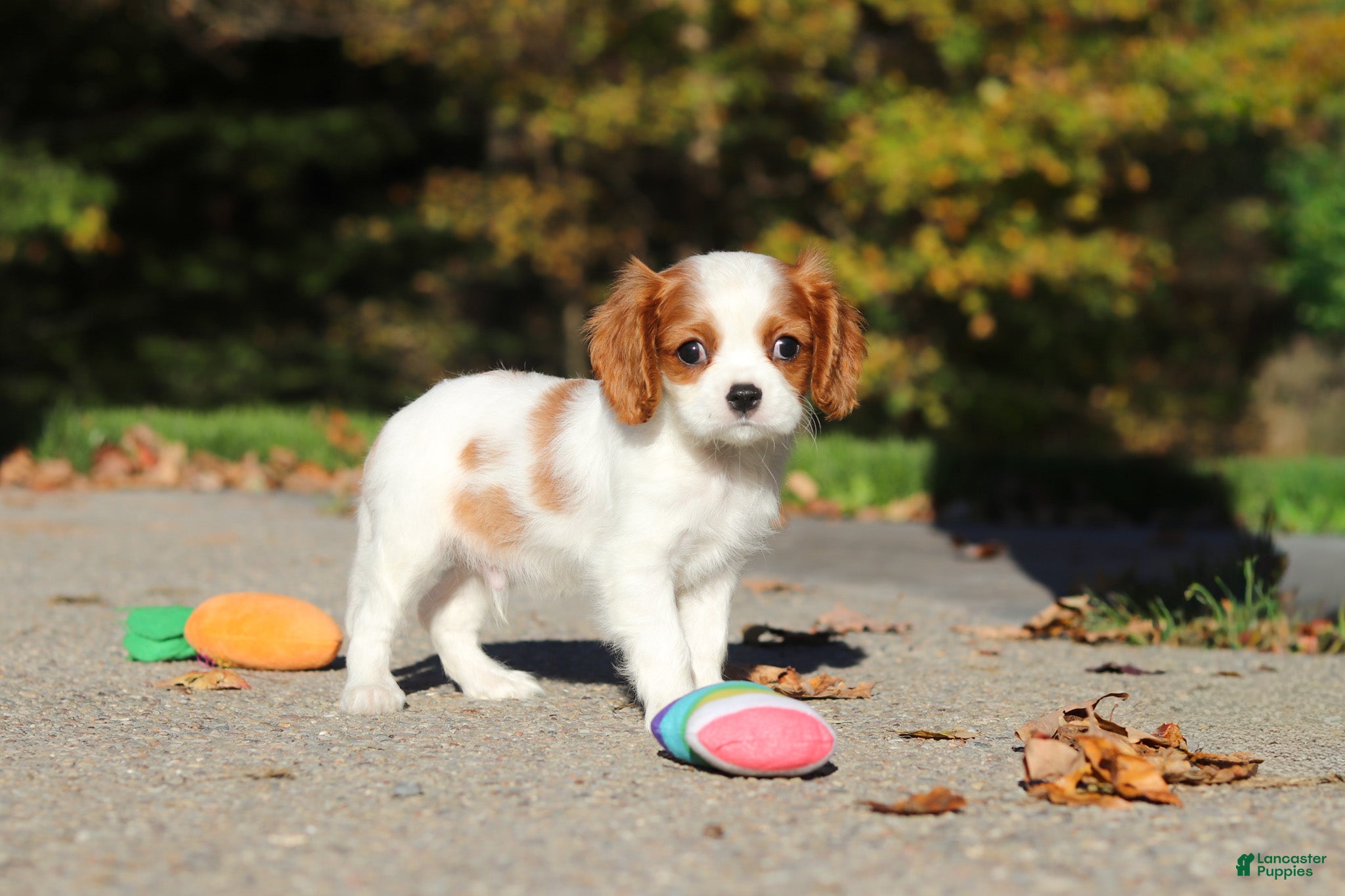 Cavalier King Charles Spaniel dogs Arlo - Ad 1