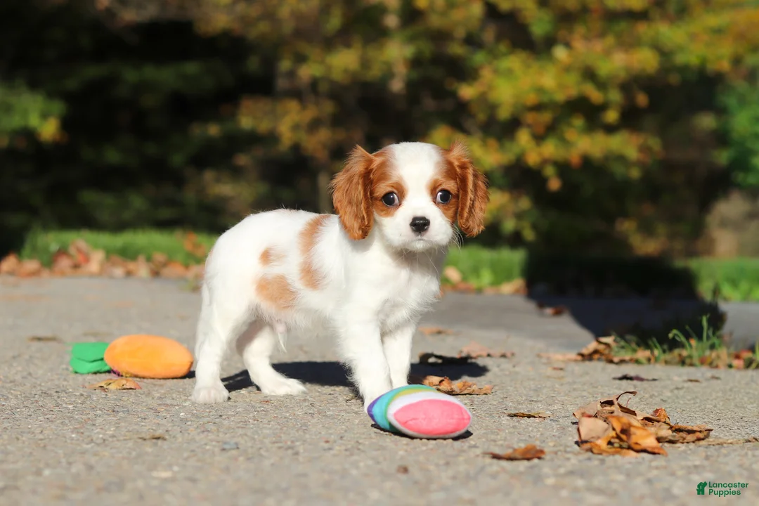 Cavalier King Charles Spaniel dogs for sale: Arlo - Ad 1