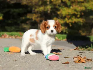 Cavalier King Charles Spaniel dogs Arlo - Ad 1