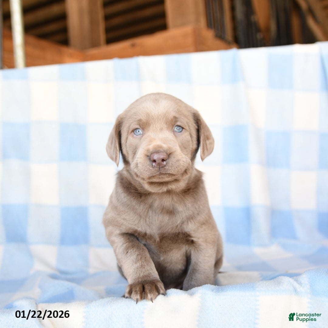Labrador Retriever dogs for sale: Pebbles - Ad 2
