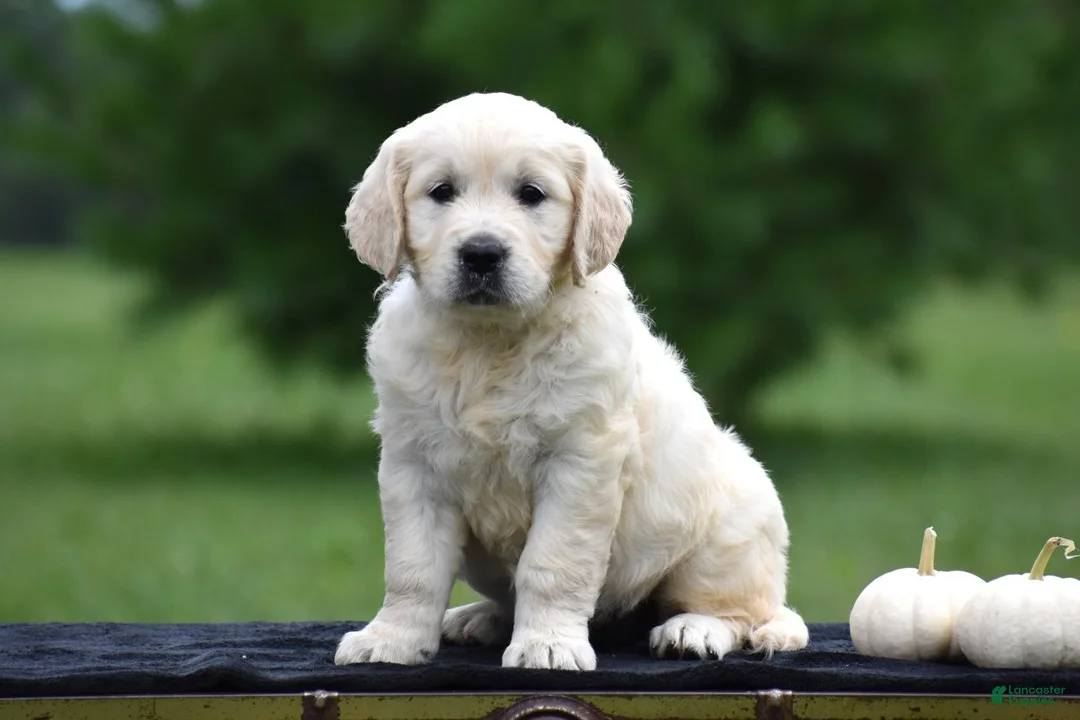 Golden Retriever dogs for sale: Dixie - Ad 2