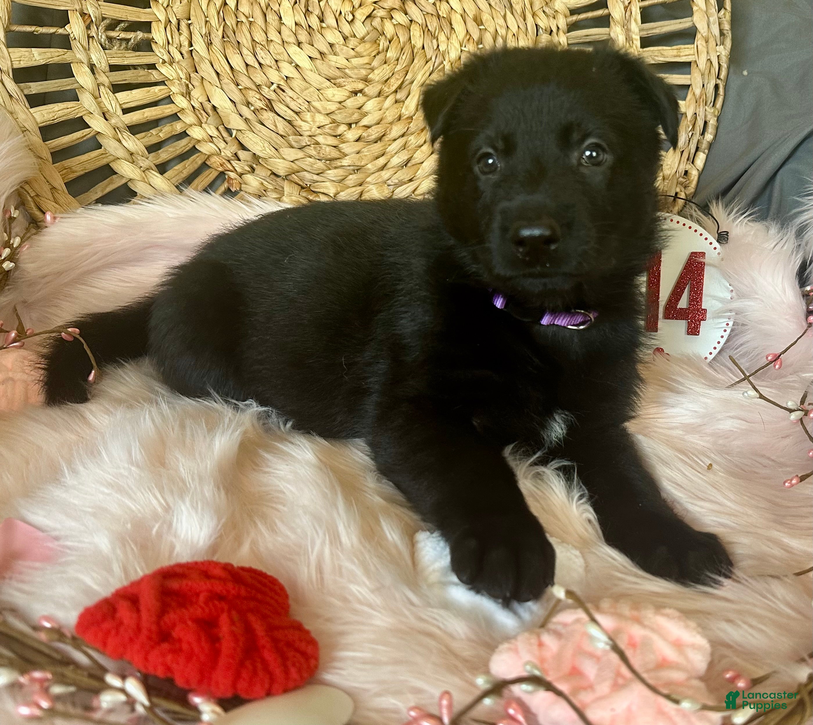 German Shepherd dogs Violet  - Ad 2