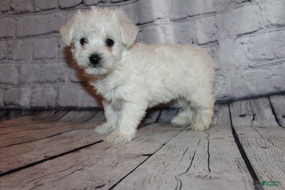 Morkie dogs for sale: Jack frost - Ad 3