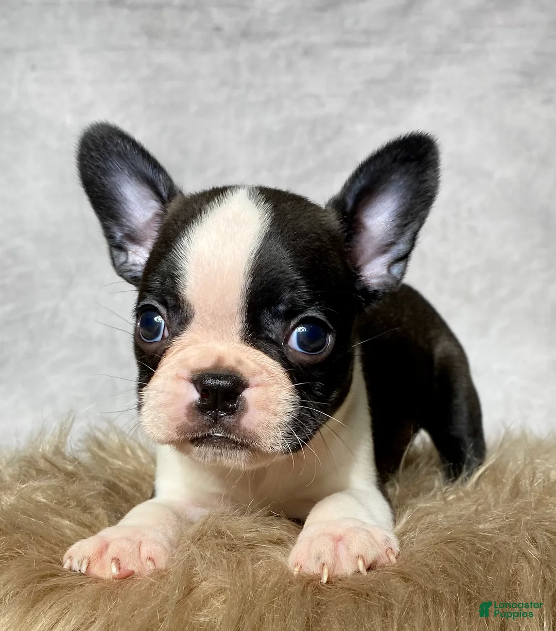 Mixed Breed dogs for sale: Mr. Teddy - Ad 1
