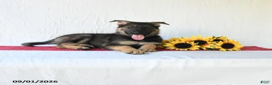 Trixi 
