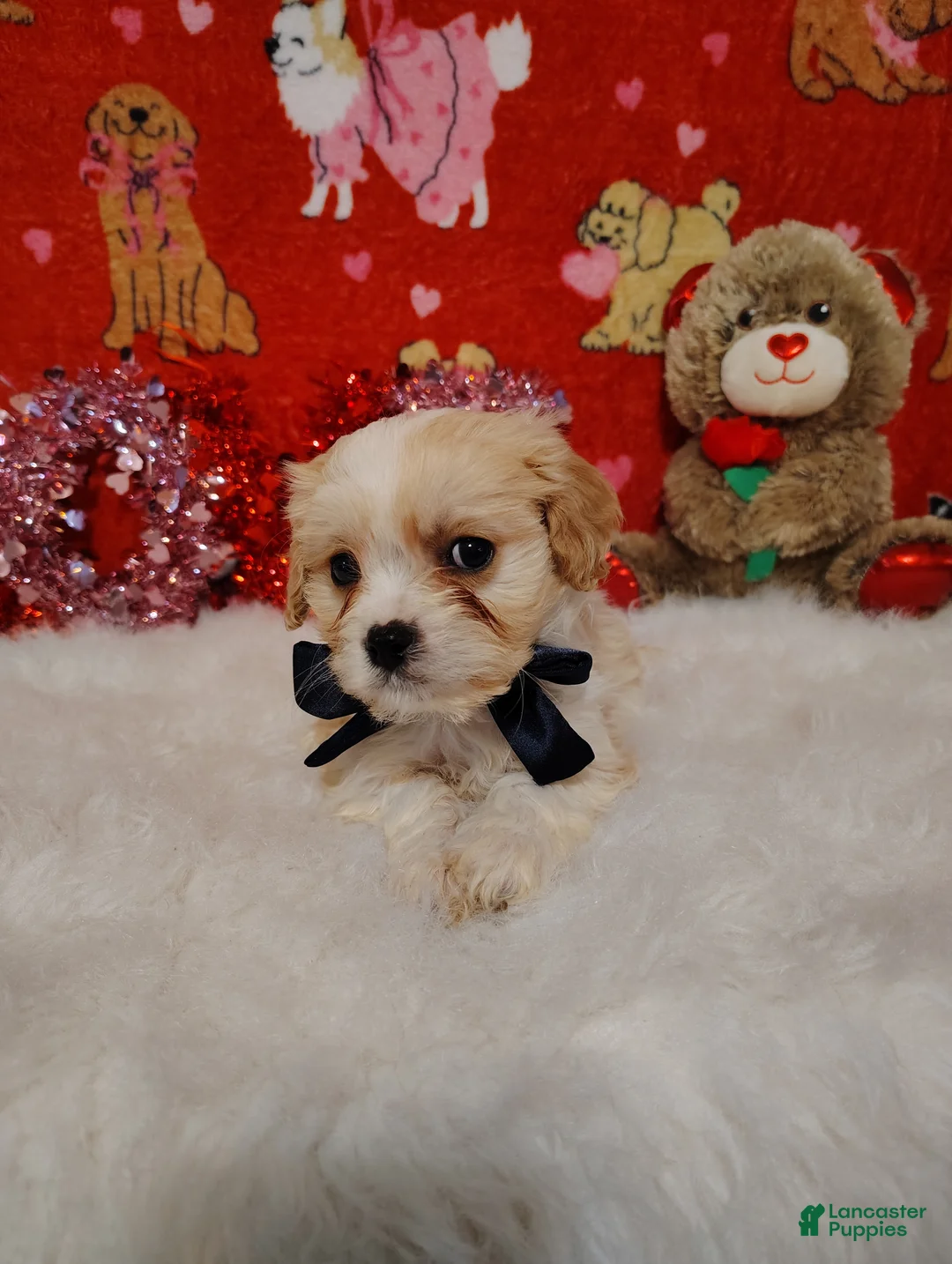 Cavapoo dogs for sale: Presley - Ad 7