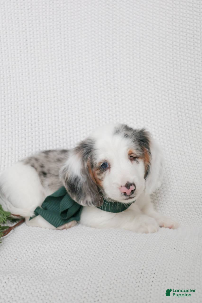 Miniature Dachshund dogs Larkspur  - Ad 9