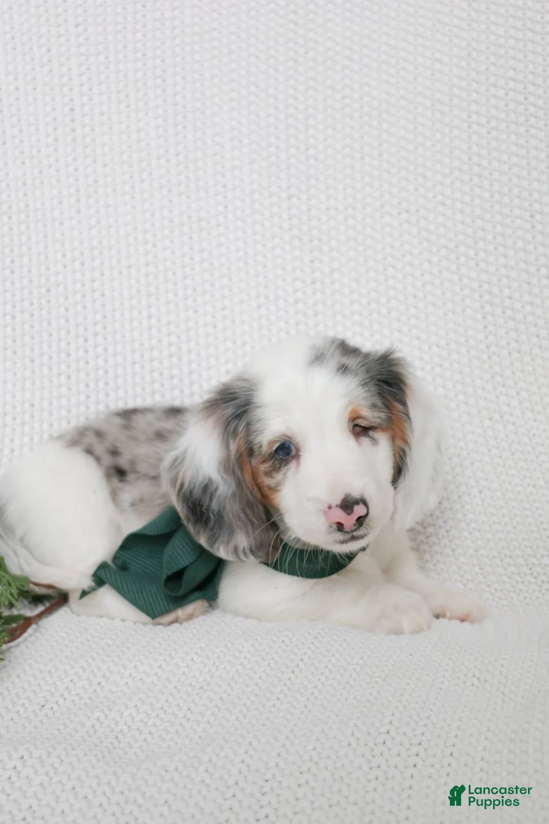 Miniature Dachshund dogs for sale: Larkspur  - Ad 1