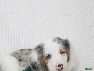 Miniature Dachshund dogs Larkspur - Ad 9