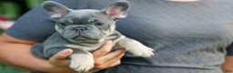 French Bulldog dogs for sale: 🐾 Mateo - Ad 6