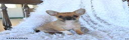 Chihuahua dogs for sale: Lucky - Ad 2
