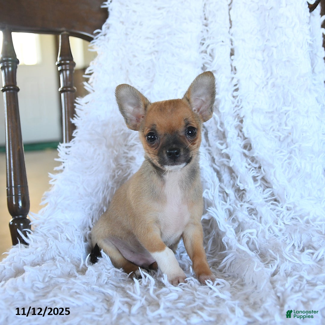 Chihuahua dogs for sale: Lucky - Ad 2