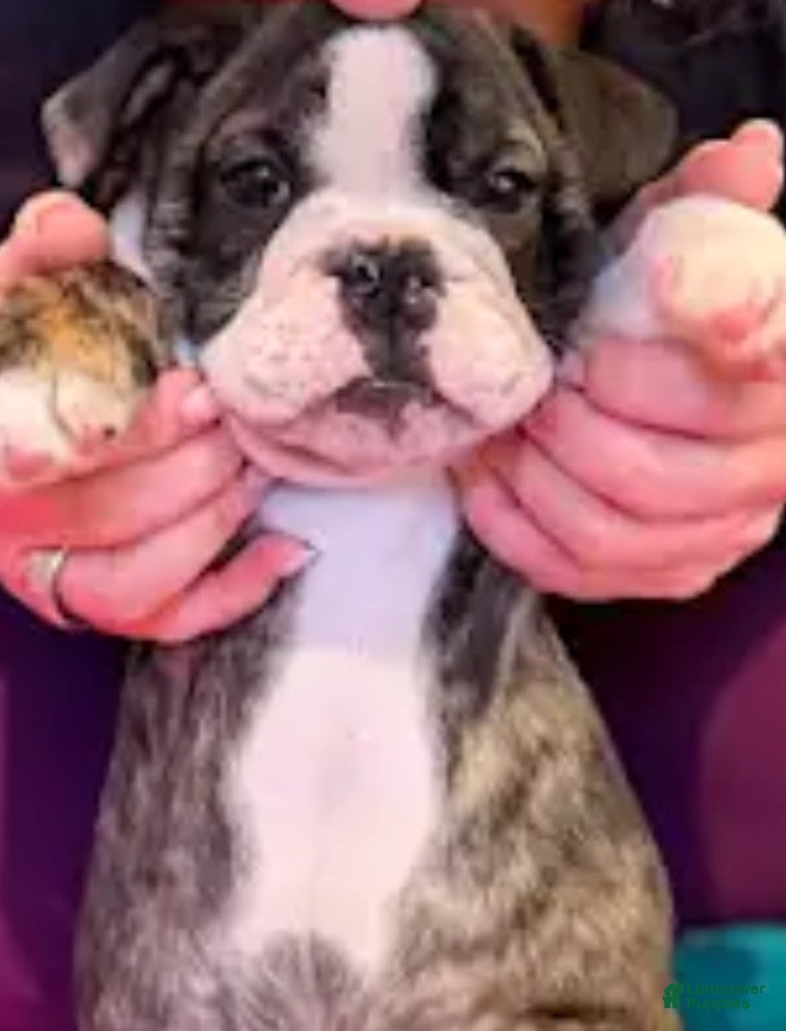 English Bulldog dogs Kit Kat  - Ad 1