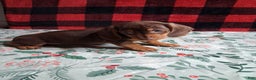 Miniature Dachshund dogs for sale: Kit Kat - Ad 5