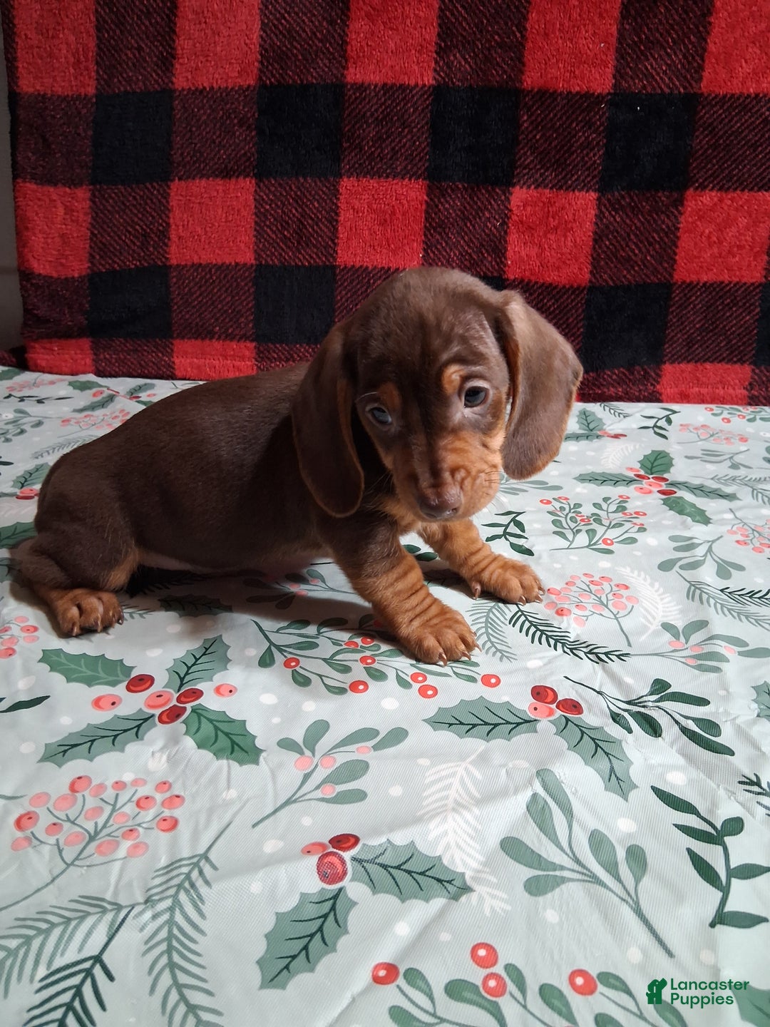 Miniature Dachshund dogs for sale: Kit Kat - Ad 5