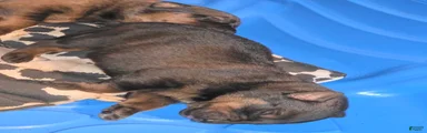 Mixed Breed 5