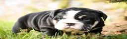 English Bulldog dogs for sale: Amelia - Ad 7