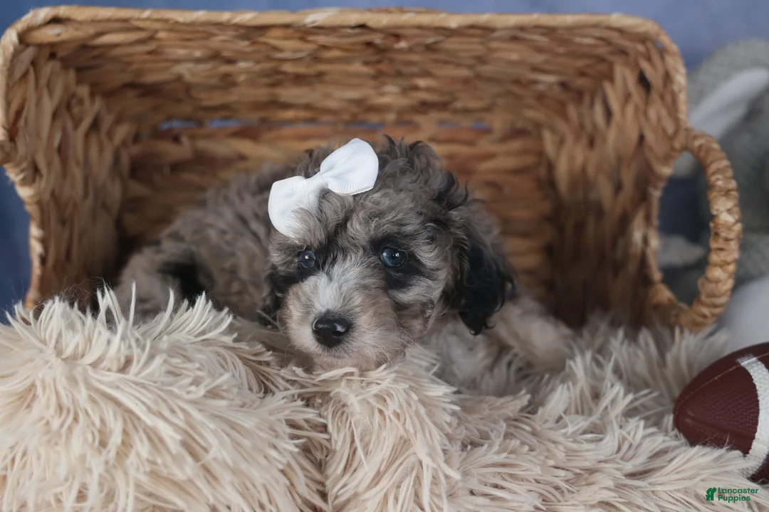 Miniature Poodle dogs for sale: Remington  - Ad 6