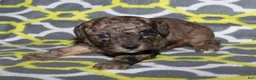 Miniature Poodle dogs for sale: Harlee’s brown Merle male - Ad 22