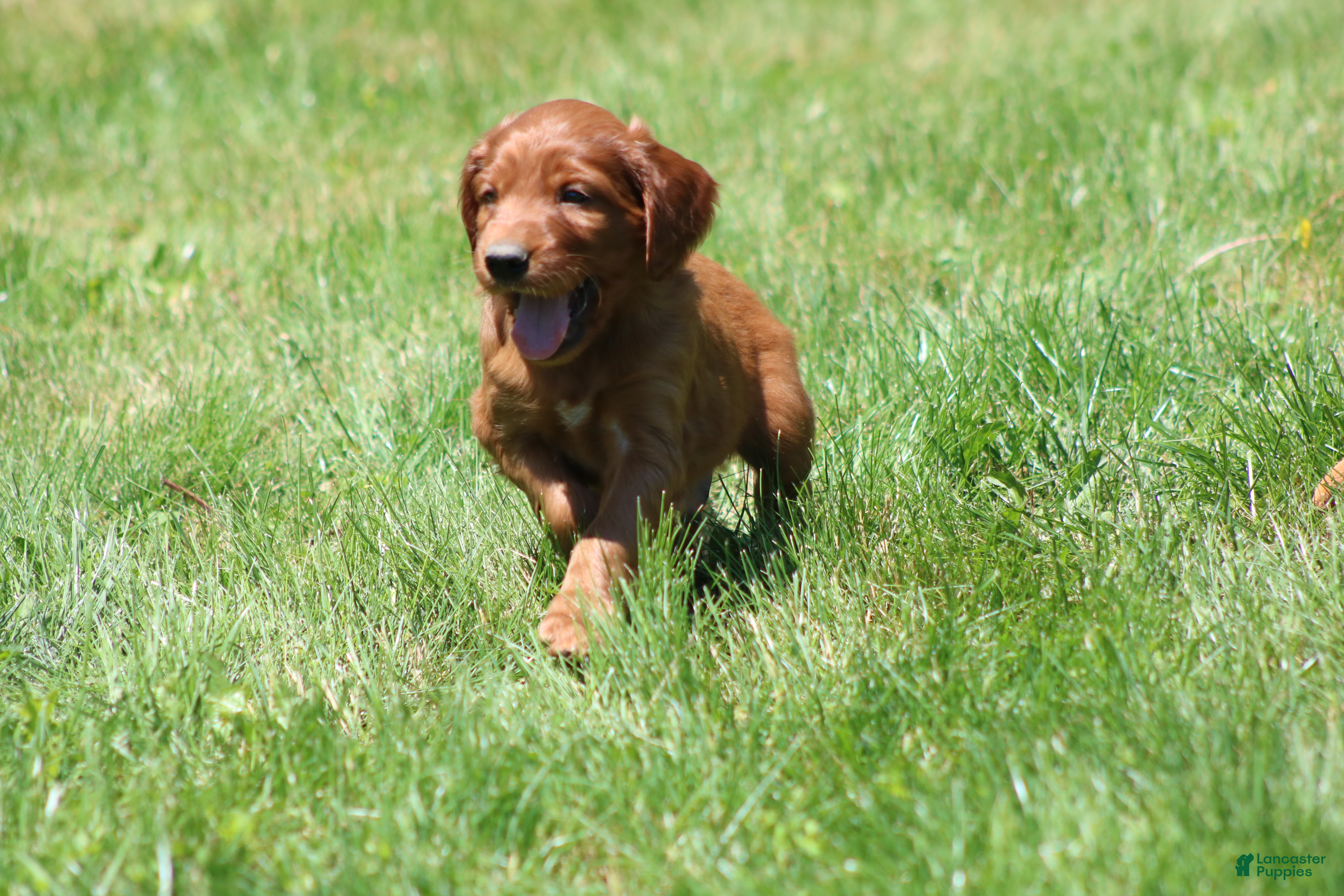 Irish Setter dogs for sale: Theo - Ad 4