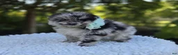Pomeranian dogs for sale: Nora - Ad 3