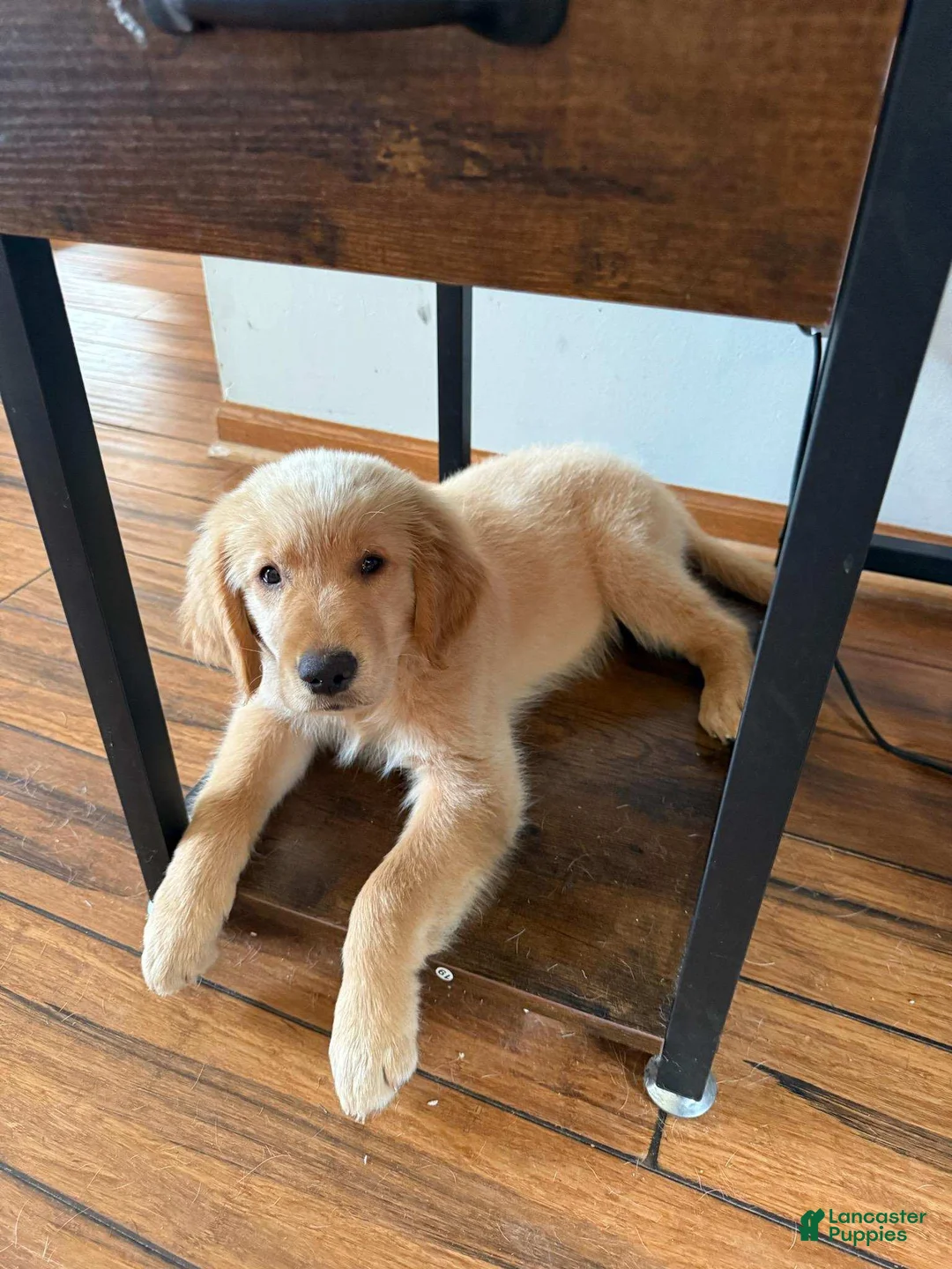 Golden Retriever dogs for sale: Abby - Ad 3