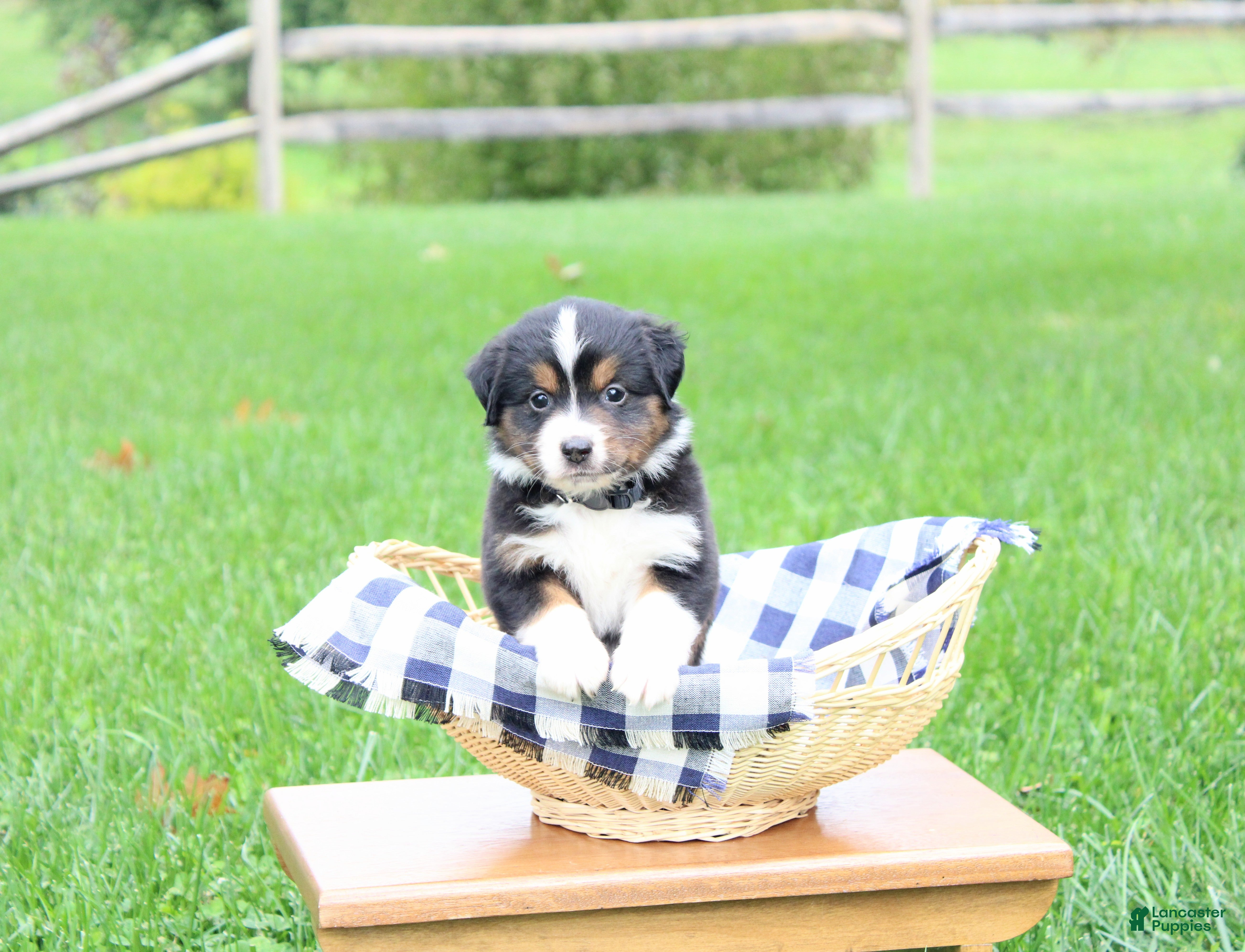 Miniature Australian Shepherd dogs Autumn - Ad 2