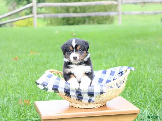 Miniature Australian Shepherd dogs for sale: Autumn - Ad 2