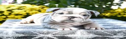 English Bulldog dogs for sale: Taz - Ad 5