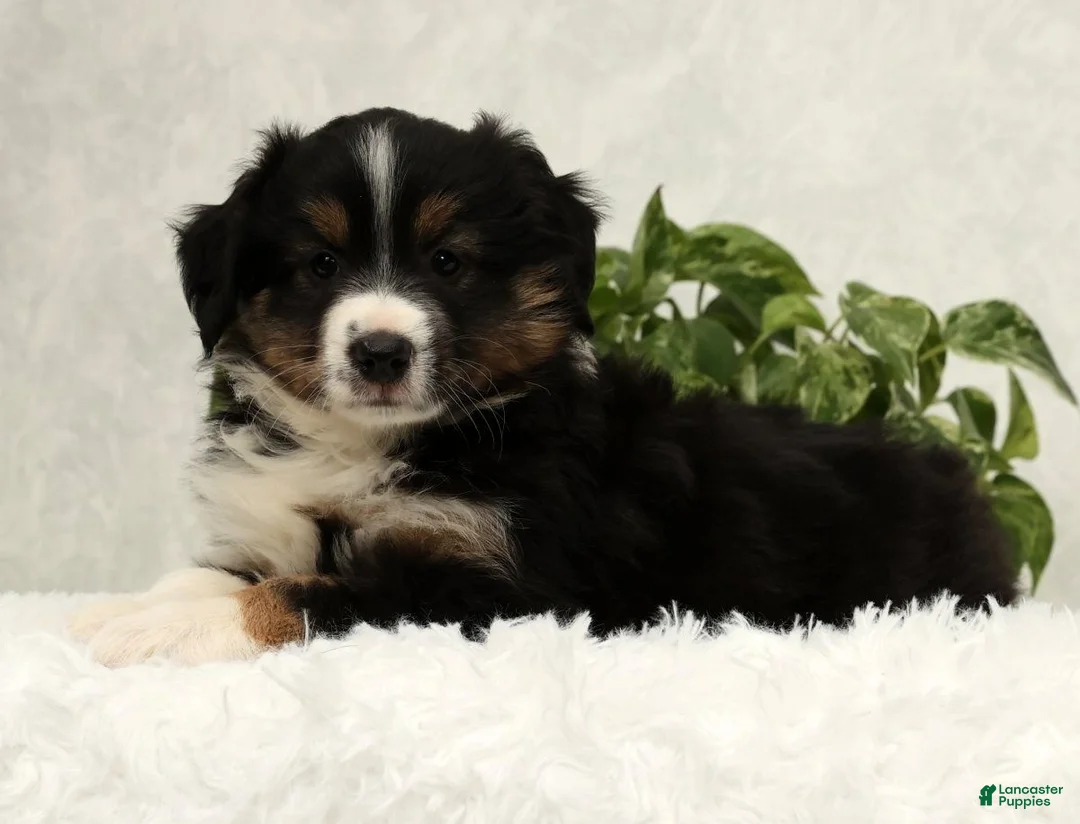 Miniature Australian Shepherd dogs for sale: Sparky - Ad 8