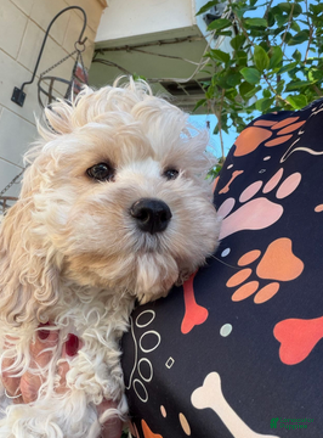 Cockapoo dogs for sale: Eevee Boy1 - Ad 4